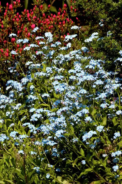 Krásné Květiny Rostoucí Zahradě — Stock fotografie