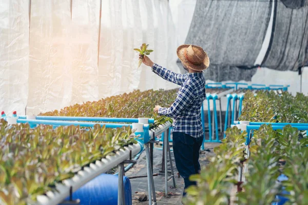Para Petani Era Baru Dengan Senang Hati Tersenyum Kebun Sayurnya — Stok Foto