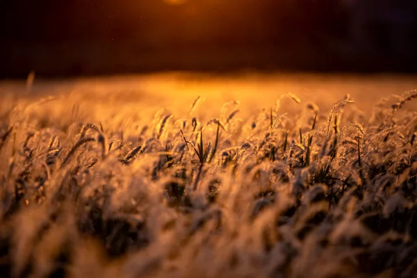 White Dry Autumn Grass Meadow Close Bright Sunlight — Fotografia de Stock