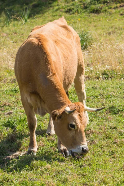 小牛肉在绿色的夏季牧场上吃草 — 图库照片