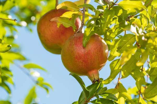 Detail Van Granaatappelboom Met Zijn Rijpe Vruchten — Stockfoto