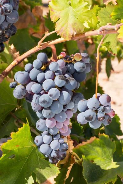 Vineyard Ripe Grape Wine Ready Picking — Photo