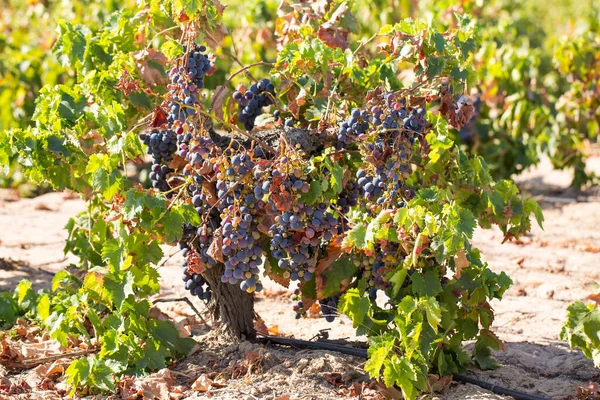 Прекрасный Вид Виноградное Поле — стоковое фото