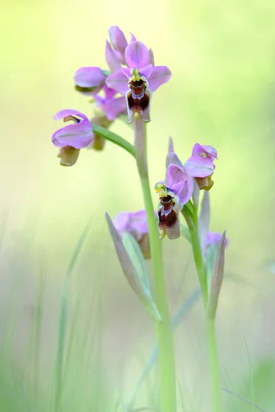 Ophrys Tenthredinifera Beau Fond Floral — Photo