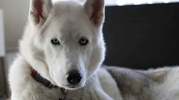 灰色のアダルト シベリアン ハスキー犬 Sibirsky ハスキー 彼のベッドで寝ています — ストック写真