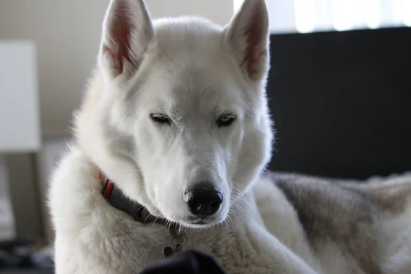 Γκρι Ενηλίκων Σιβηρικό Γεροδεμένο Σκυλί Sibirsky Σκύλος Χάσκεϋ Στον Ύπνο — Φωτογραφία Αρχείου
