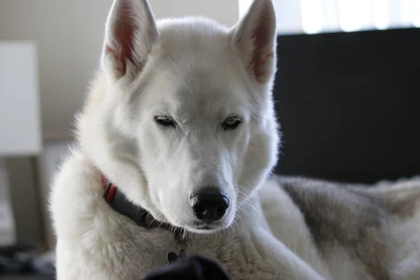 灰色のアダルト シベリアン ハスキー犬 Sibirsky ハスキー 彼のベッドで寝ています — ストック写真