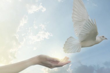 Beyaz güvercin kuşu serbest bırakılıyor. 