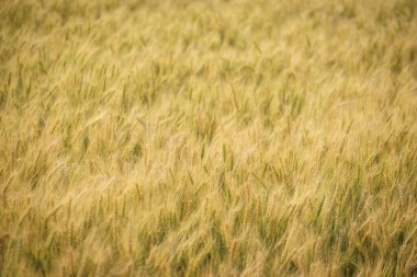 Gold grain ready for harvest in a farm field