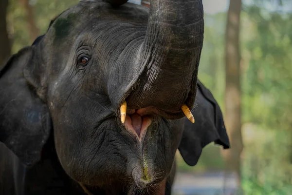 Little Elephant Held Elephant Have Fun Eating — Stock Photo, Image