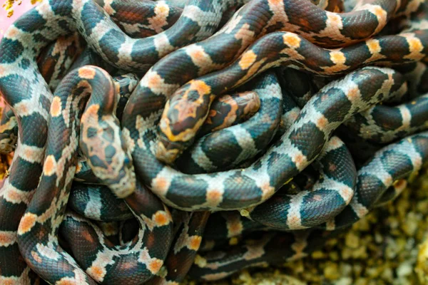 Pile Baby Corn Snakes Just Hatched Out Egg — Stock Photo, Image