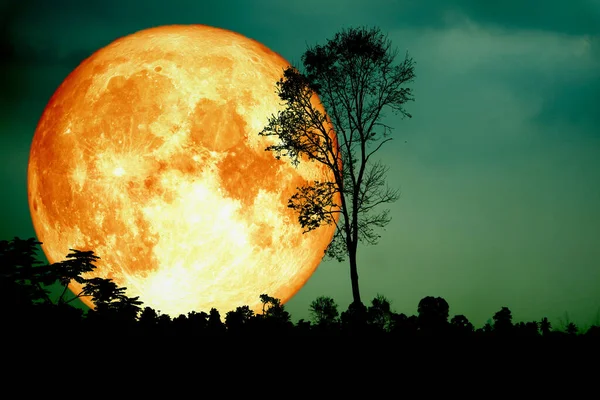 Super Fullmåne Tillbaka Silhuett Gren Träd Mörk Skog — Stockfoto