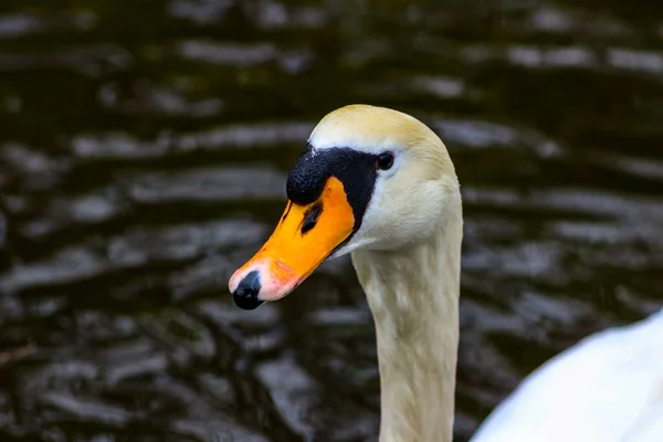 Красивый Элегантный Лебедь Спокойном Озере — стоковое фото