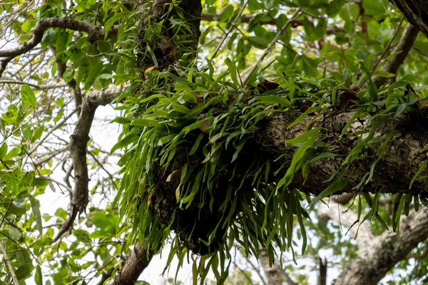 Ağaç Dallarına Yakından Bak Doğa Bitki — Stok fotoğraf