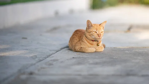 Yellow Cat Sit Loaf Pose Eyes Half Closed — Foto de Stock
