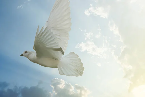 Белая Голубиная Птица Крылья Свободы Летят Голубом Фоне Неба — стоковое фото