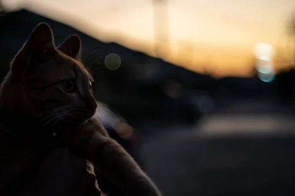 Silhouette Φωτογραφία Μπροστά Όψη Της Γάτας — Φωτογραφία Αρχείου