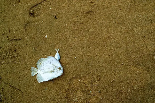 Pesce Mare Era Morto Sulla Sabbia Bagnata Dopo Sua Non — Foto Stock