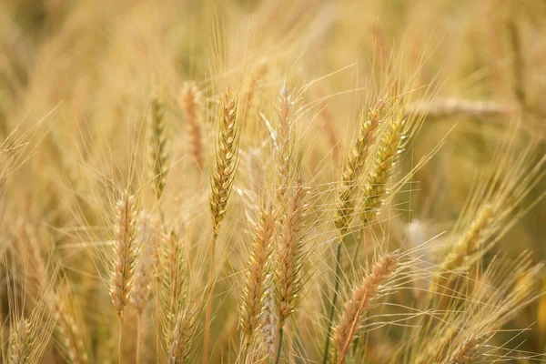 Gold Grain Ready Harvest Farm Field — Stock fotografie