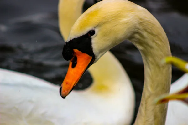 beautiful elegant Swan on calm lake