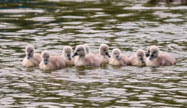 Молодые Белые Лебеди Купающиеся Озере Водном Фоне — стоковое фото