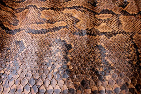 Kolorowa Skóra Prawdziwego Węża Widok Bliska Tło Odcisku Zwierzęcia — Zdjęcie stockowe