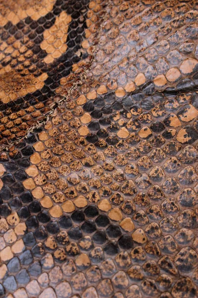 Pelle Serpente Reale Colorata Vista Vicino Sfondo Stampa Animale — Foto Stock