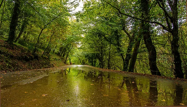 Autumn Colors Ataturk Arboretum —  Fotos de Stock