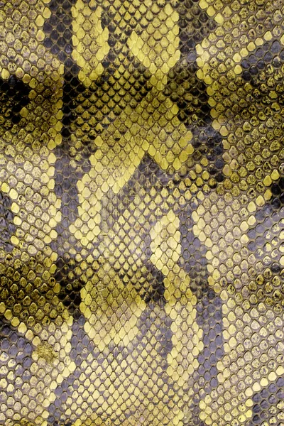Pelle Serpente Reale Colorata Vista Vicino Sfondo Stampa Animale — Foto Stock