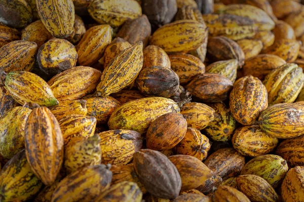 Cacao fruit, raw cacao beans, Cocoa pod on white background