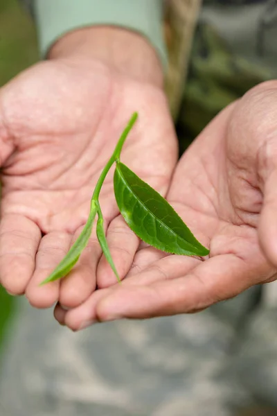 Φύλλα Πράσινου Τσαγιού Στα Χέρια Του Αγρότη — Φωτογραφία Αρχείου