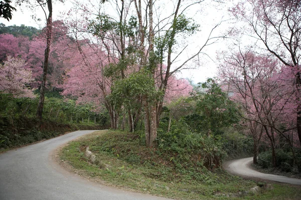 Cherry Blossom Trees Nature Flora — Stock Photo, Image