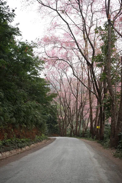 Цветущая Сакура Природа Флора — стоковое фото
