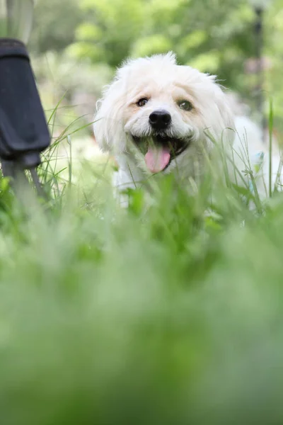 Собака Зеленій Траві — стокове фото