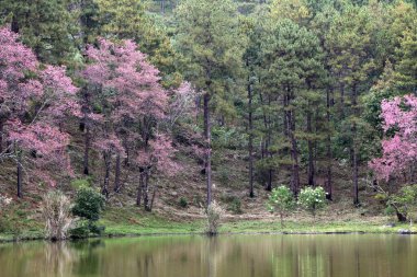Suyun yanında kiraz çiçekleri