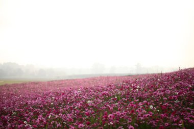 Güzel pembe kozmos çiçekleri, yaz konsepti