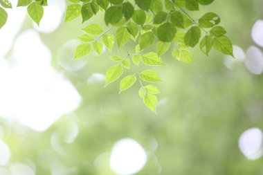 yaprak arka planı kapat