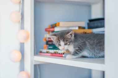 Gri kedi yavrusu kitapların ve yuvarlak lambaların yanındaki beyaz raflarda oturuyor..