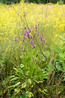 Çiçeklerin açtığı güzel manzarayı kapat. Yaz zamanı konsepti