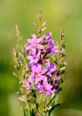 Çiçekler çok güzel. Yaz zamanı.