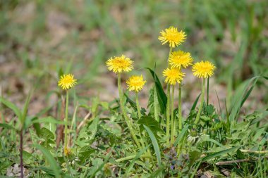 Bahçede büyüyen güzel çiçekler