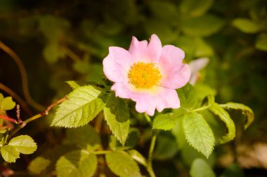 Bahçede büyüyen güzel çiçekler