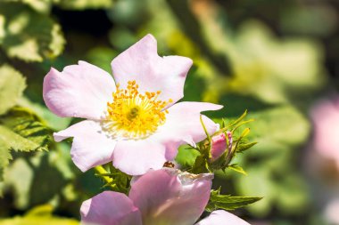 Bahçede büyüyen güzel çiçekler