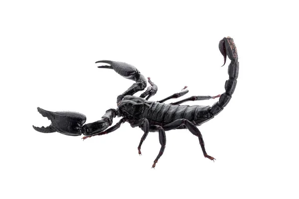 Czarny Skorpion Izolowany Białym Tle — Zdjęcie stockowe