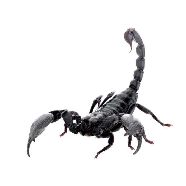 Zwarte Schorpioen Geïsoleerd Een Witte Achtergrond — Stockfoto