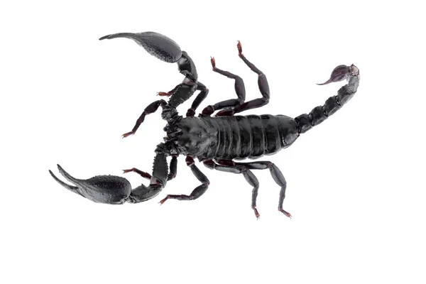 Черный Скорпион Изолирован Белом Фоне — стоковое фото