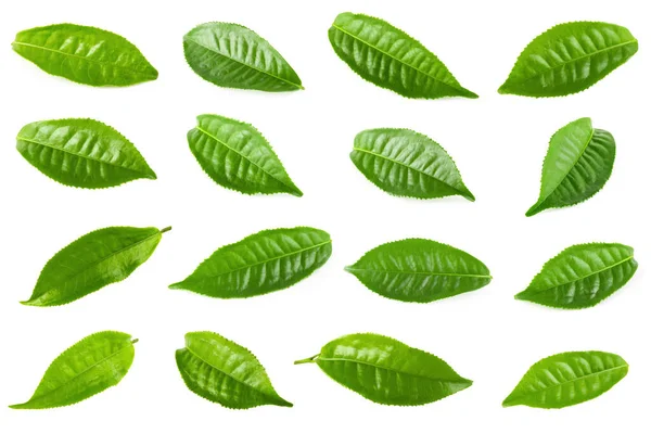 Grüner Tee Blätter Isoliert Über Weißem Hintergrund — Stockfoto