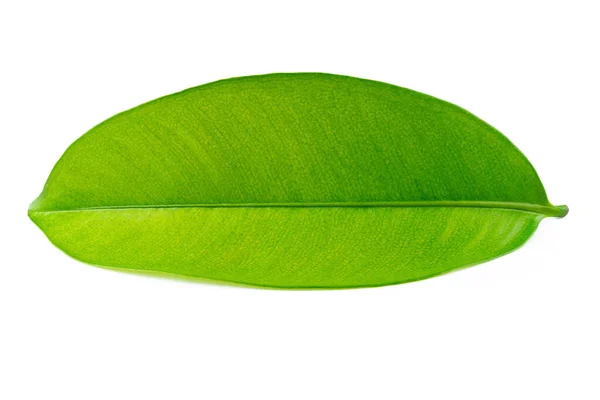 Mangosteen Leaf Isolated White Background — Stock Photo, Image