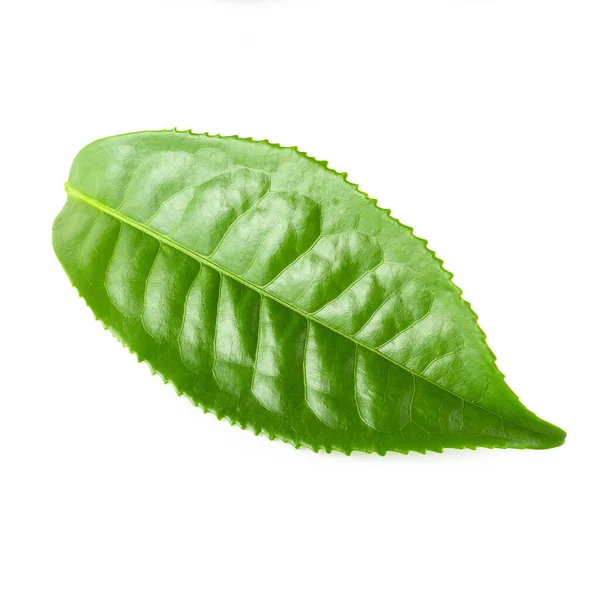 Πράσινο Τσάι Φύλλα Απομονωθεί Λευκό Φόντο — Φωτογραφία Αρχείου