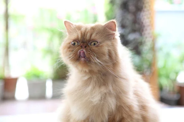 Pěkný Pohled Zblízka Perskou Kočku — Stock fotografie